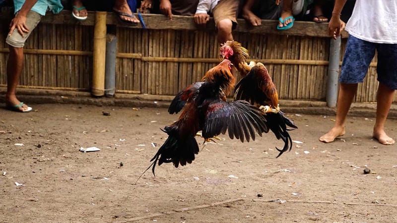 Chiến Thuật Cược Thông Minh Khi Đã Chọn Được Gà Rồng/Gà Thần