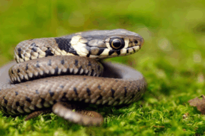 Giải Mã Giấc Mơ Thấy Rắn Cắn – Điềm Báo, Ý Nghĩa Và Con Số May Mắn