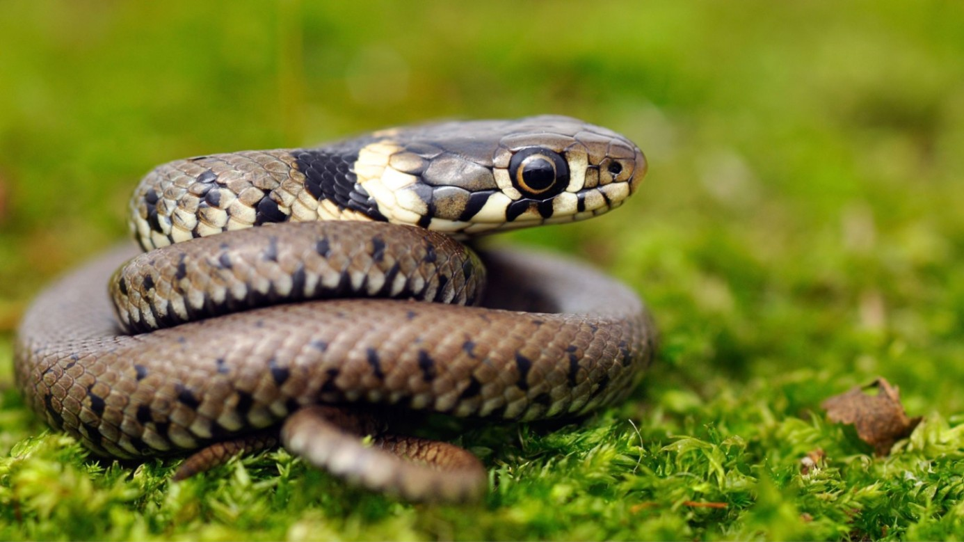 Tổng quan về giấc mơ rắn cắn