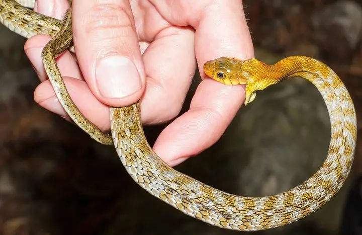 Mơ thấy rắn cắn đánh số gì?