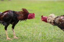 Kỹ thuật vần gà đá giúp tăng sức đánh và tránh chấn thương