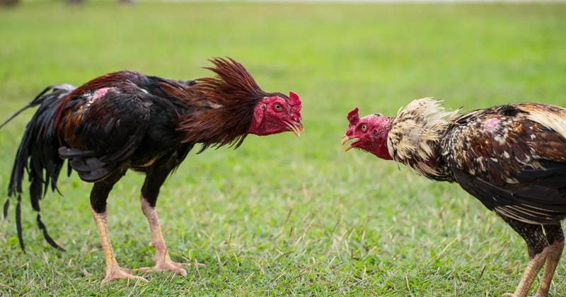 Lịch trình vần gà 4 tuần trước trận