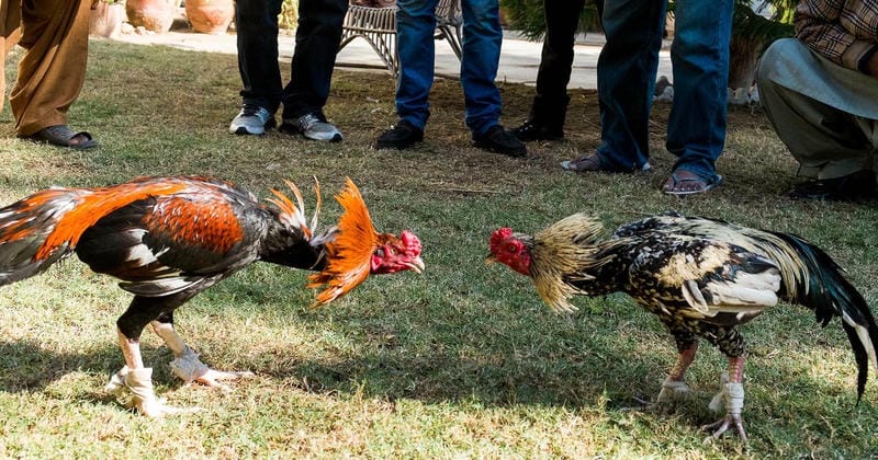 7 loại vảy sát nên né ngay khi cá cược Loto188