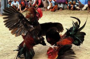 Cao thủ chia sẻ cách soi kèo đá gà tre Luck8 chuẩn