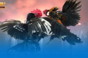 Đá Gà Alo789 – Không gian giải trí và văn hóa truyền thống trực tuyến