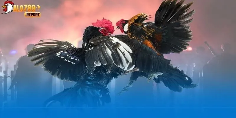 Tổng quan về Đá Gà Alo789